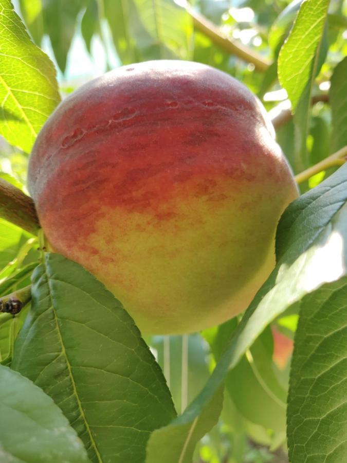 הוילה Cene Agriturismo Green Valley מראה חיצוני תמונה